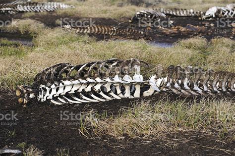 Boneyard Stock Photo - Download Image Now - Alaska - US State, Animal ...