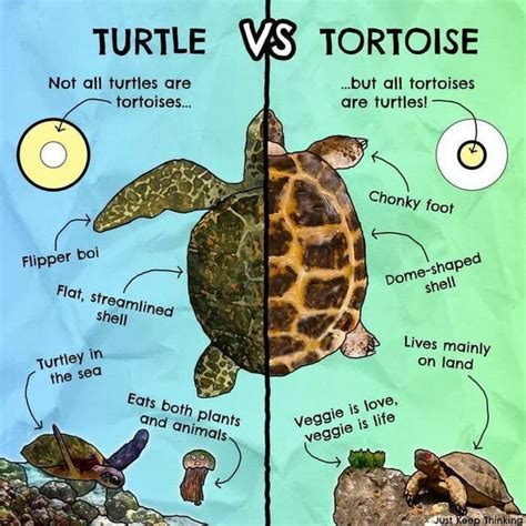 Because ya'll can't tell the difference between a turtle and a tortoise - TURTLE VS TORTOISE Not ...