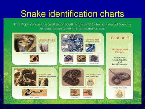 PPT - TREATMENT PROTOCOL in VENOMOUS SNAKE BITE L F Hospital, Angamaly , Kerala PowerPoint ...