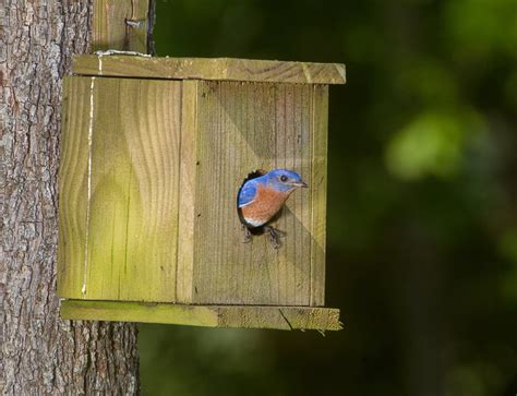 Jon Hauge Photographer|Baldwin County|Mobile|Pensacola | Blue Bird ...