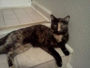 Rare male tortoiseshell cat is looking for a home