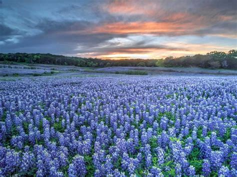 12 Great Places to See Bluebonnets in Texas - That Texas Couple