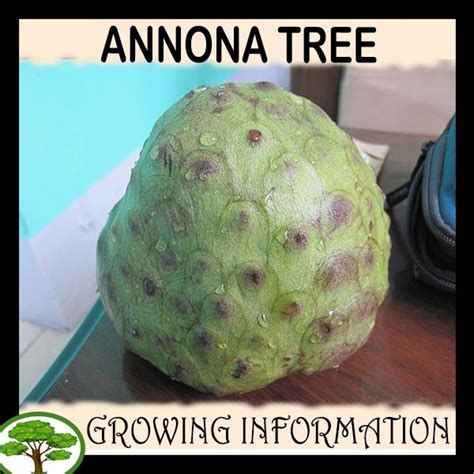 Annona tree - How to grow & care | Cherimoya, Part shade plants, Fruit trees