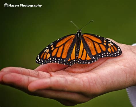 Monarch Butterfly On Hand – Hasen Photography