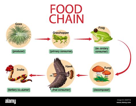 Lake Superior Food Chain Animal