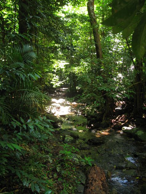 File:Daintree Rainforest 2.jpg - Wikimedia Commons