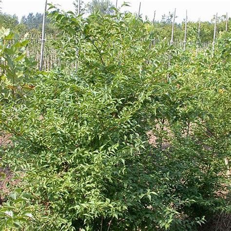 STYRAX JAPONICA - Houtmeyers Plantencentrum en Boomkwekerij Laakdal