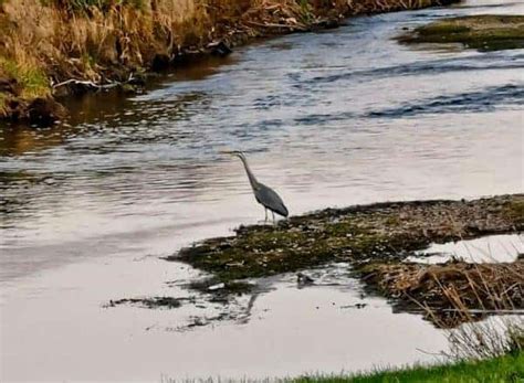 Wildlife Photography Taken in Yorkshire During 2020 Lockdown - Only By Land