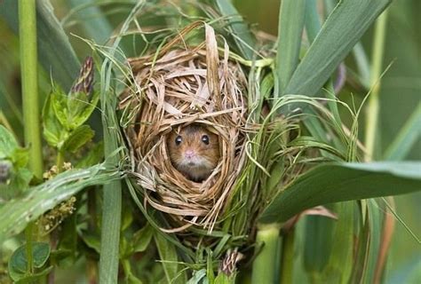 field mouse nest | Animals beautiful, Cute animals, Animals