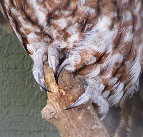 paw_stock_21__owl_talons_by_hotnstock-d5bk1o1.jpg (900×866) (With images) | Owl talons, Owl, Paw