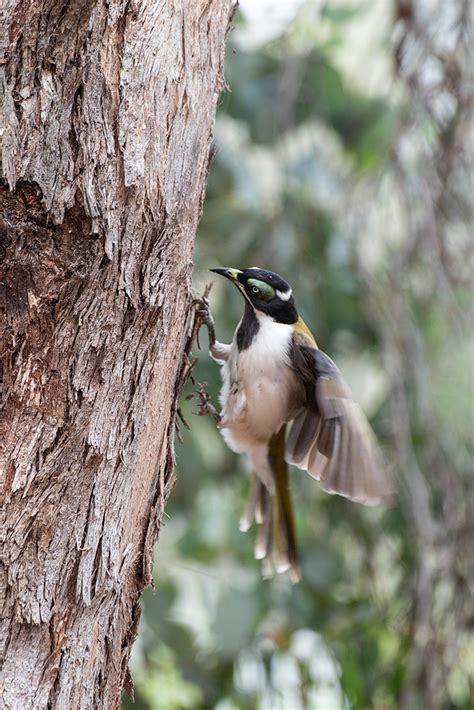 Blue-faced Honeyeater on Behance