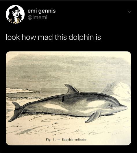 This dolphin is SO mad. - Memebase - Funny Memes