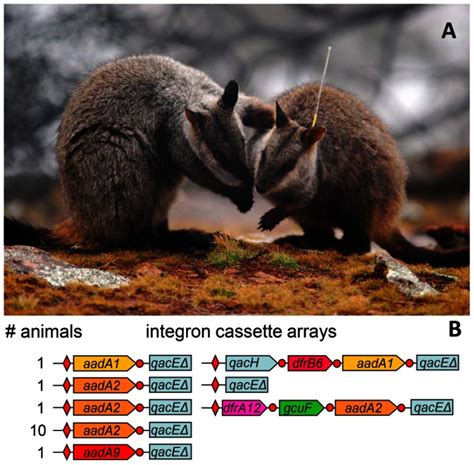 (A) A wild brush-tailed rock-wallaby meets an animal released from a... | Download Scientific ...