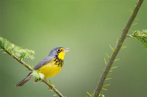 Canada Warbler - A-Z Animals