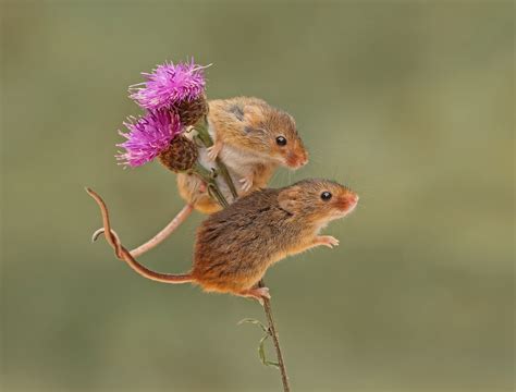 Mouse HD Wallpaper