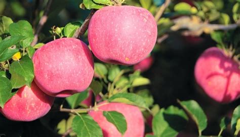 A Beginners Guide to Planting and Growing a Fuji Apple Tree - Gardening Limited!