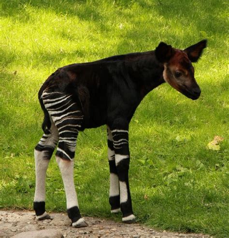 Cute Okapi Baby