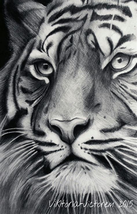 Tiger by Victoria-victorem on DeviantArt | Pencil drawings of animals, Realistic animal drawings ...