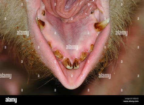 Pigs Teeth High Resolution Stock Photography and Images - Alamy