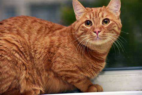 What Should You Know About Orange Tabby Cats Health and Nutrition? – HUGGIBLES - Quality ...