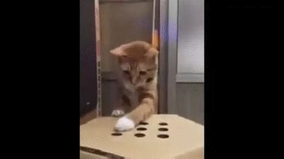 Cat Plays WhacK-a-Mole With Fingers on Make a GIF