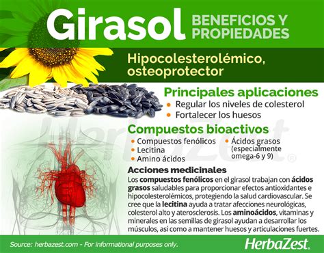 Seguro inoxidable La ciudad semillas de girasol y sus beneficios Cereal ...