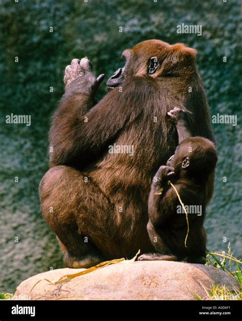 Los Angeles Zoo Gorilla and baby Stock Photo - Alamy