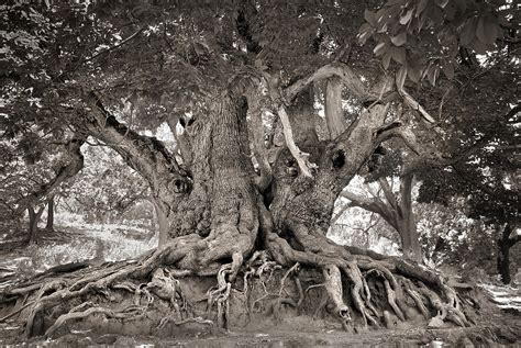 1000 Years Old Chestnut Tree Photograph by Guido Montanes Castillo