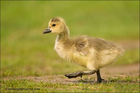 Canada Goose gosling walking