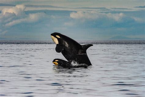 Orca Moms Pay a High Price to Feed Large Adult Sons - The New York Times