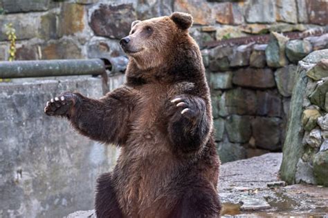 Brown Bear Roar Stock Photos, Pictures & Royalty-Free Images - iStock