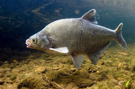 Types of Bream Fish (15 Unique Species With PICTURES)