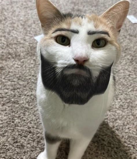 Chad cat : r/lowqualitycats