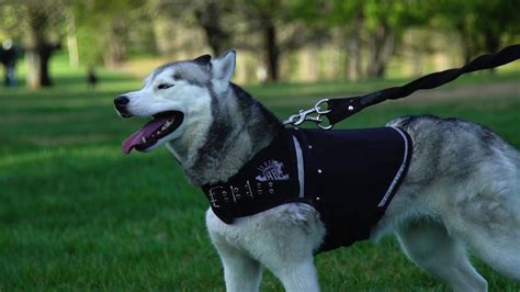 Black Weight Vest For Dogs | ubicaciondepersonas.cdmx.gob.mx
