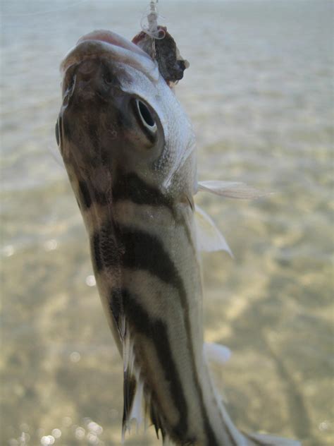 South African Thornfish (Sea Tigerfish) Photo's & Pictures