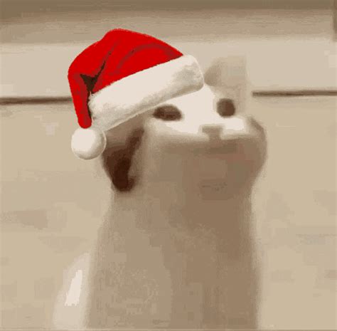 Cat Pog Cat Pog Christmas GIF - Cat Pog Cat Pog Christmas Cat Pog Santa - Discover & Share GIFs