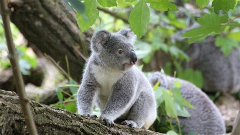 WWF reforestará con drones para salvar a los koalas en Australia