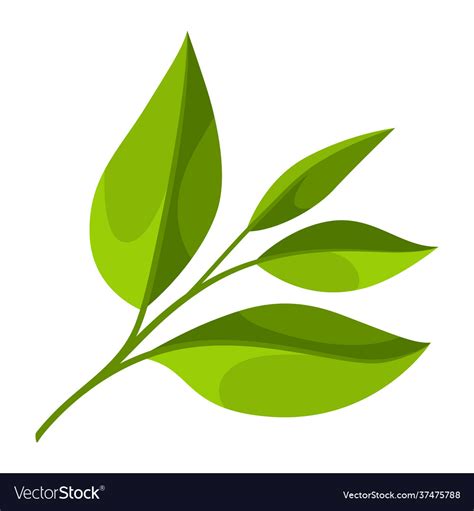 Tea leaf adversting icon Royalty Free Vector Image