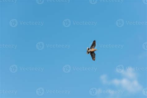 Dove Flying Nature Sky background 8119529 Stock Photo at Vecteezy