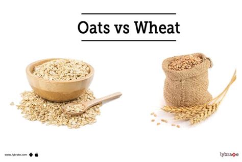 Oats vs Wheat - Which One Makes A Healthiest Breakfast? - By Dr ...