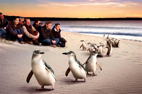 Tripadvisor | [Visite privée] «Penguin Parade» Visite de Phillip Island ...