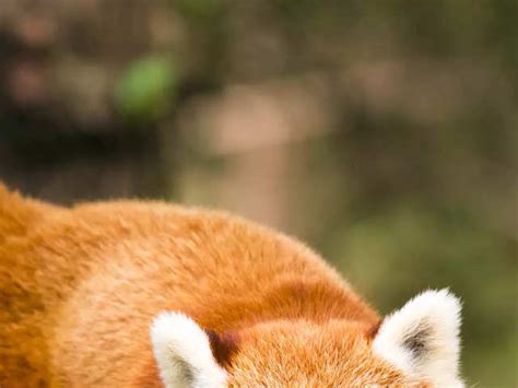 Longleat Safari Park’s endangered twin red panda babies die of ...