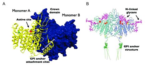 Three-dimensional structure of alkaline phosphatase (A). Modeled... | Download Scientific Diagram