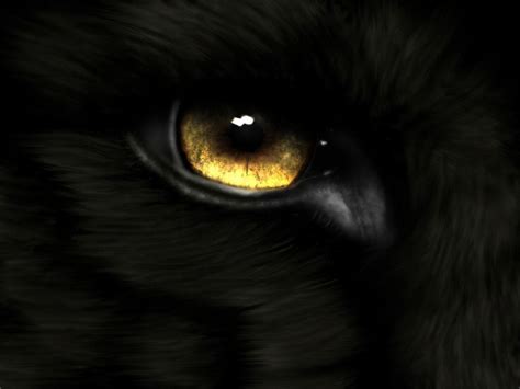 Wolf Eyes Wallpapers - Top Free Wolf Eyes Backgrounds - WallpaperAccess