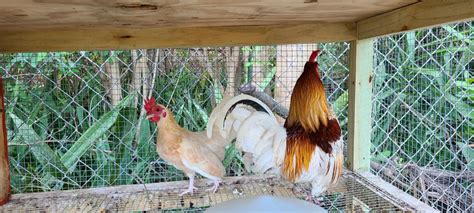 Kikiriki chickens??? | BackYard Chickens - Learn How to Raise Chickens | Chickens backyard ...