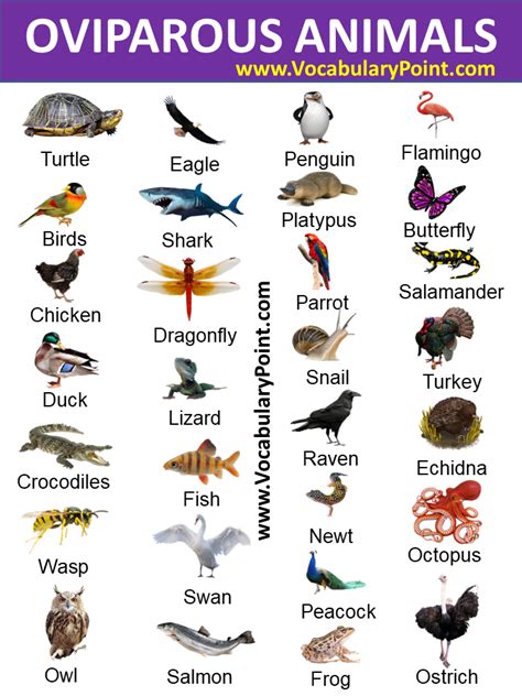 EXAMPLES OF OVIPAROUS ANIMALS - Vocabulary Point