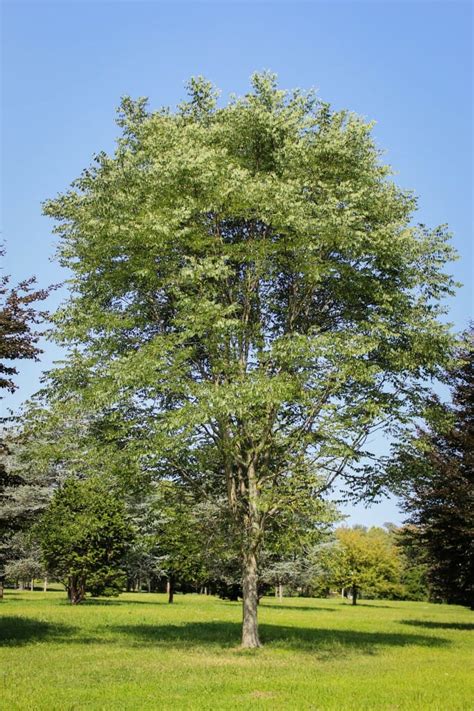 Kentucky Coffee Tree - Halka Nurseries