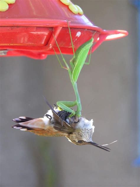 Picture of a praying mantis attacking a hummingbird Mantis Religiosa ...