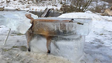 Frozen Mr Fox: Hunter displays animal preserved in block of ice - BBC News