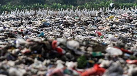 Kawanan Burung Kuntul Mencari Makan di TPA Sampah Jabon Sidoarjo